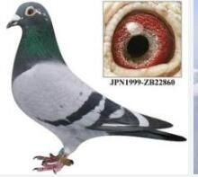 中國軍用鴿 中國軍用鴿