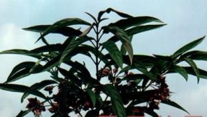 白花荊條 白花荊條