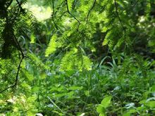 旗山國家森林公園