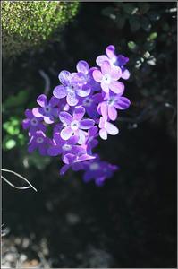 攝影——水無情