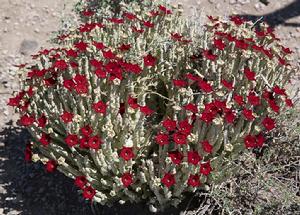 水牛角屬 水牛角屬