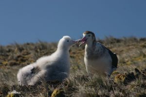 阿島信天翁 阿島信天翁