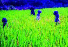 廣東省清遠市清新區石潭鎮水稻種植