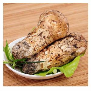 林芝松茸 林芝松茸