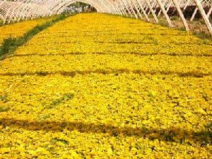 金葉過路黃 金葉過路黃