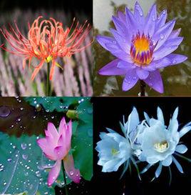 佛教四大吉花 佛教四大吉花