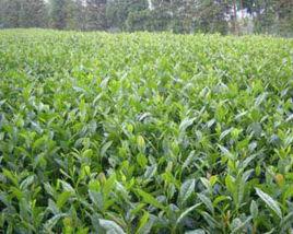 四川省元頂子茶場 四川省元頂子茶場