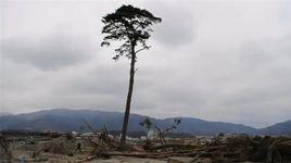 奇蹟一本松 奇蹟一本松