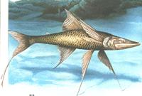 黑深海蛛魚 黑深海蛛魚