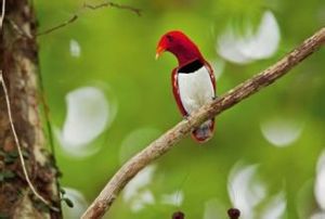 極樂鳥科 極樂鳥科