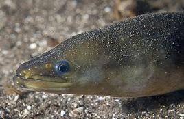 歐洲鰻鱺 歐洲鰻鱺