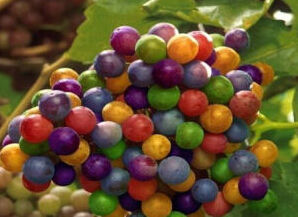 彩虹葡萄