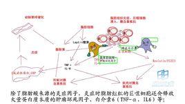白介素- 6 白介素- 6