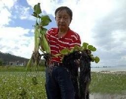 紫根水葫蘆 紫根水葫蘆