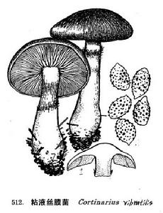 粘液絲膜菌 粘液絲膜菌