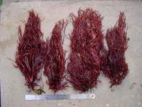 雞冠菜的藻體外形