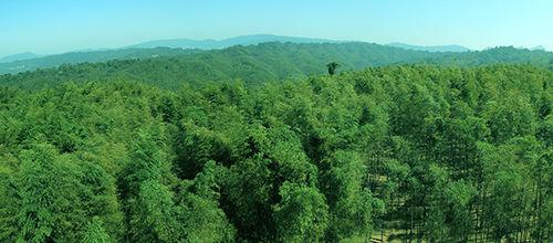 竹海國家森林公園