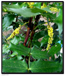 功勞百部枇甘湯