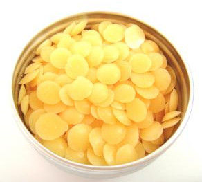 小燭樹蠟 小燭樹蠟