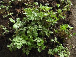 大葉四帶芹 大葉四帶芹