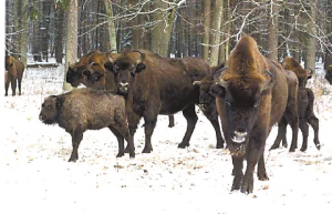 “別洛韋日”國家公園 “別洛韋日”國家公園