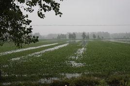 單集林場 單集林場