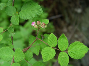 弓莖懸鉤子 弓莖懸鉤子