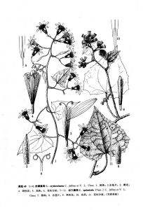 岩穴藤菊 岩穴藤菊