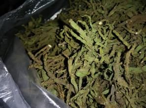 油茶寄生 油茶寄生