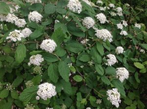 疏毛繡線菊(原變種) 疏毛繡線菊(原變種)