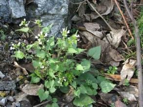 小齒堇菜 小齒堇菜