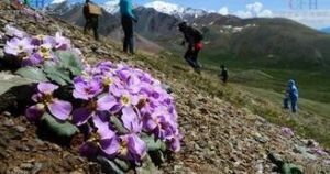 毛萼條果芥 毛萼條果芥