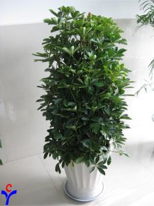 粉背鵝掌柴 粉背鵝掌柴