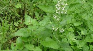 平臥荊芥 平臥荊芥