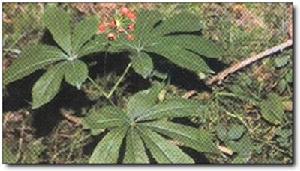 大葉三七 大葉三七