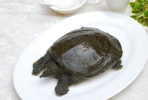 雞火甲魚湯 雞火甲魚湯