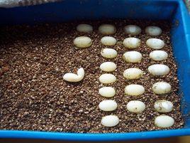 孵化蛭石 孵化蛭石