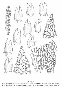 卵葉剪葉苔 卵葉剪葉苔