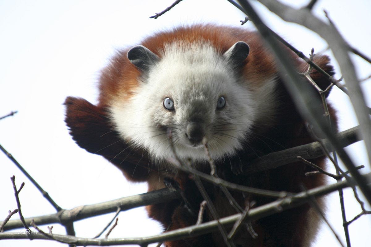紅白鼯鼠