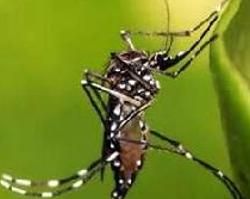 黑斑蚊 黑斑蚊