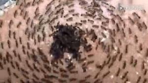 螞蟻死亡漩渦 螞蟻死亡漩渦