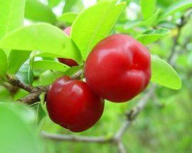 西印度櫻桃 西印度櫻桃