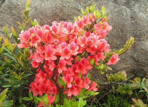 疏毛冠杜鵑 疏毛冠杜鵑