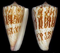 飄帶芋螺 飄帶芋螺