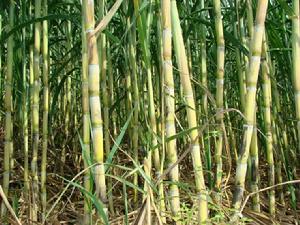 五興村[常州武進區奔牛鎮]