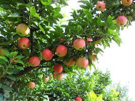 果樹栽培 果樹栽培