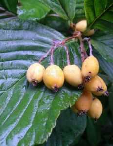 康藏花楸 康藏花楸