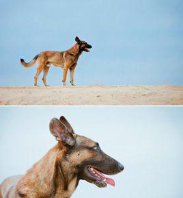 小七[《神犬奇兵》幽靈神犬]