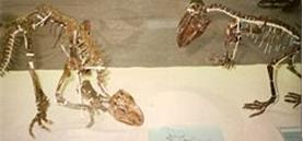 兩個架設起的鸚鵡嘴龍 