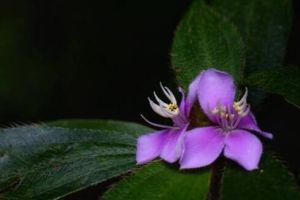 短柄毛錦香草 短柄毛錦香草